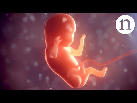 2. tjedan trudnoće