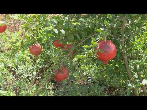 Antioksidansi i rak dojke