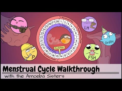 Normalan menstrualni ciklus